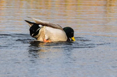 $ducks 013.webp
