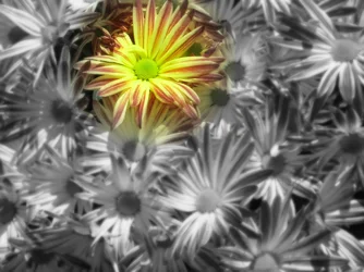 $flower2.webp
