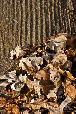 $leaves.webp