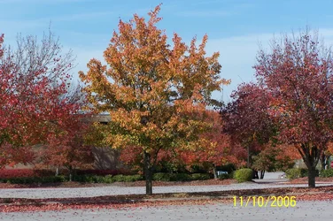 $100_0599.webp
