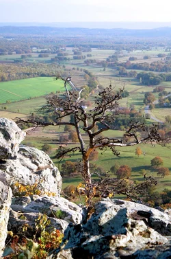 $petit jean single tree 4x6.webp