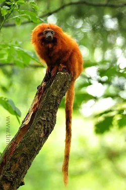 $holland12012_0290.webp