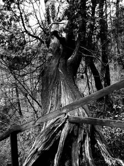 $Tree.webp