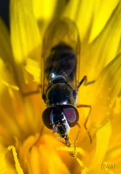 $bug on a flower-2.small.webp