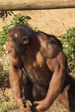 $Monkey 3 4x6.webp $Monkey 3 4x6.webp