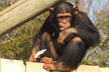 $Monkey 4x6.webp $Monkey 4x6.webp