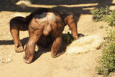 $monkey mooning 4x6.webp $monkey mooning 4x6.webp