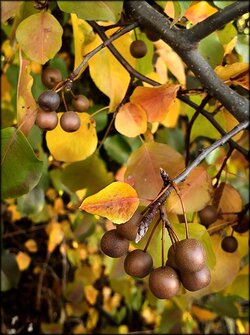 $ornamental_pear.jpg