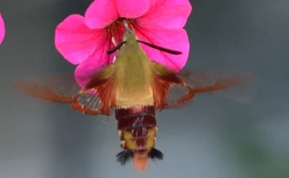 $Wierd Bug Crop.webp $Wierd Bug Crop.webp