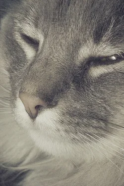 $Kitty.webp