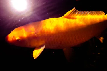 $fishy d1.webp