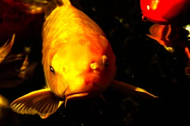 $fishy d2.webp