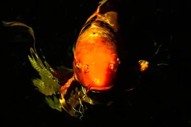 $Fishy.webp