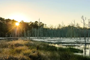 $Sunset on the Bog.webp