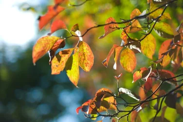 $1950_J3_test.webp