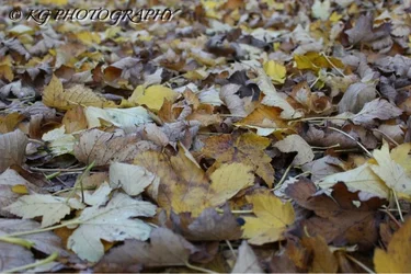 $image-2911615811.webp