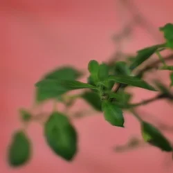 $Blurry-Small.webp