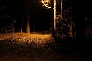 $IMG_0550.webp