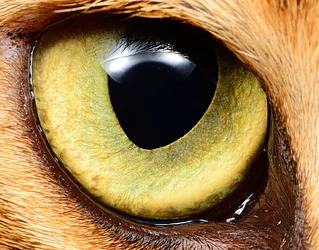 $!-Koko-eye-2-web.webp