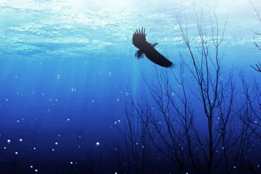$under-water eagle.webp