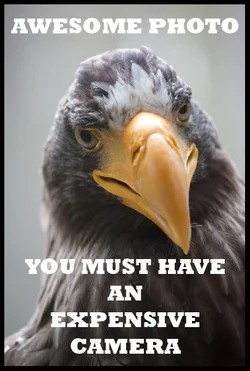 $birdmeme5.webp