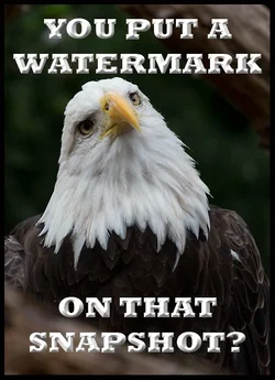 $birdmemeA3.webp