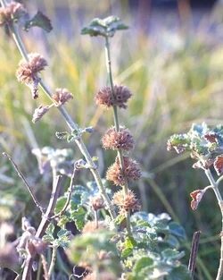$IMG_9287 copy.webp