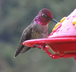 $hbird 032.webp
