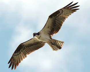 $osprey 7.webp
