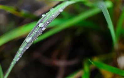 $Water Drops.webp