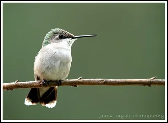 $hummer 9-16.webp