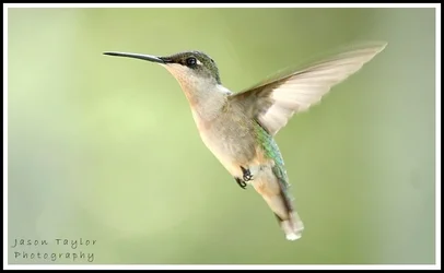 $hummer hover.webp