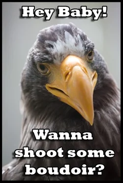 $birdmeme7.webp