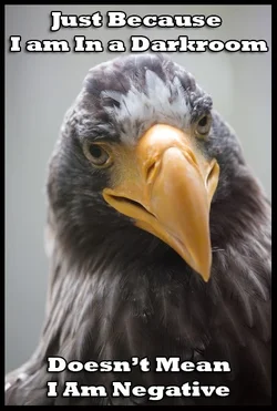 $birdmeme8.webp