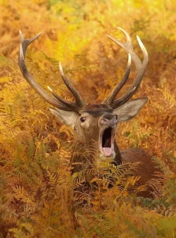 $deer1.webp
