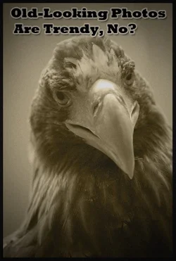 $birdmeme9.webp