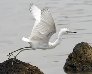 $bird1.webp $bird1.webp