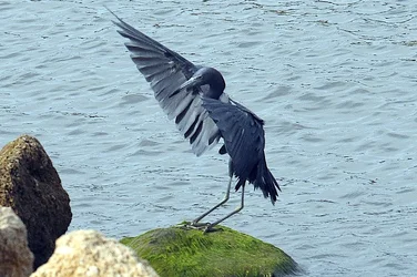 $heron5.webp