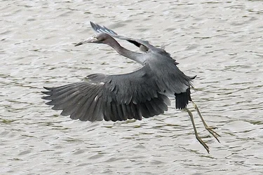 $heron6.webp