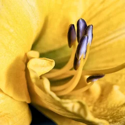 $day lily 2 tpf.webp