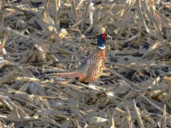 $Rooster Adjusted 2.webp