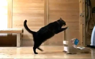 $cat.webp $cat.webp