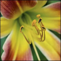 $day lily 3 tpf.webp