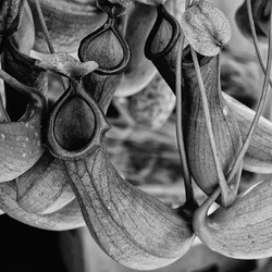 $Pitcher Plant tpf.webp