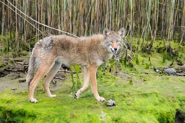 $coyote.webp
