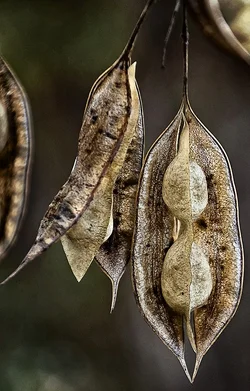$dead seed scrolls tpf.webp
