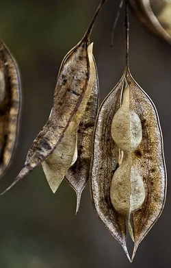 $dead seed scrolls unsharp.webp