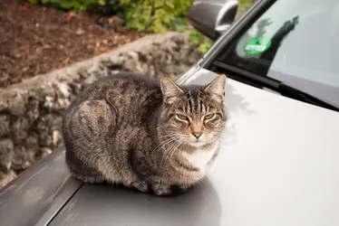 $fatcat.webp