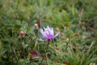 $thistle.webp