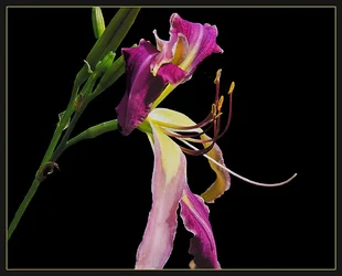 $side view day lily3 tpf.webp